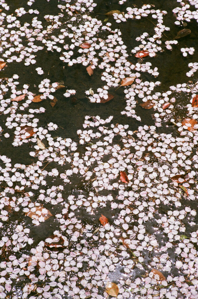 petals 679x1024 1
